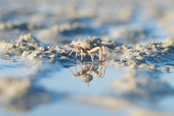 Sea crab