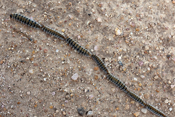 Processionnaires du pin