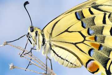 Swallowtail Butterfly