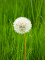 Dandelion, Single Flower, green background, spring