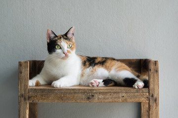 Cute calico cat sitting and looking - obrazy, fototapety, plakaty