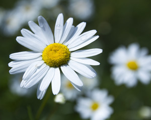 Obraz premium chamomile flowers