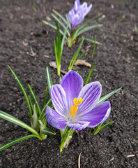 Весенние цветы крокусы фиолетовые в белую полоску