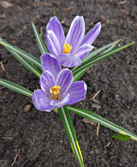 Spring flowers crocuses purple and white striped