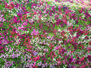 full decorated wall with the colorful fresh flowers