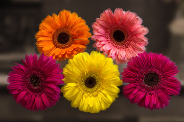 multicolored flowers are gerbera on a dark background
