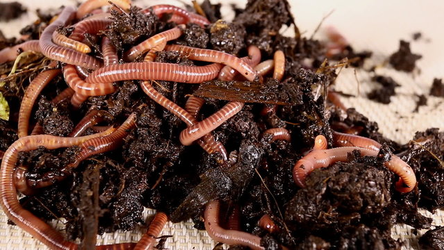 Red worms in compost. Macro shot.