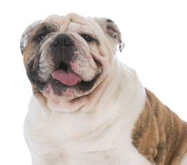 Fototapeta premium male english bulldog