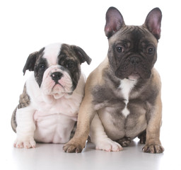 english and french bulldog puppies