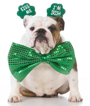 St Patricks Day Dog