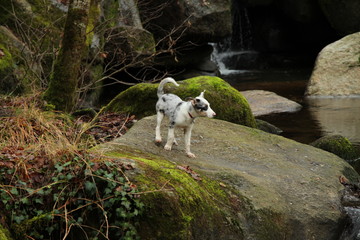 Chiot Border Collie Bleu Merle Escalade un Rocher
