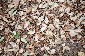 Fallen brown leaf on ground