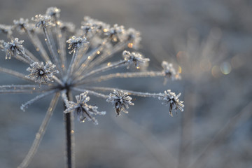 Frozen angelica glint in the sunshine in winter
