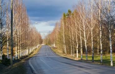 Birch trees flanking the wet road in the countryside in southern Finland . The sky is dark and the storm is rising.