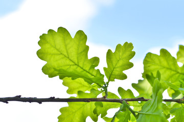 Branch with fresh green leaves and copy space. Selective focus of a branch with oak leaves and forest with blue sky in the background. Nature background in summer or springtime.