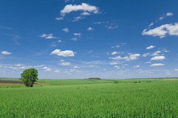 Trees in the green wheat field
