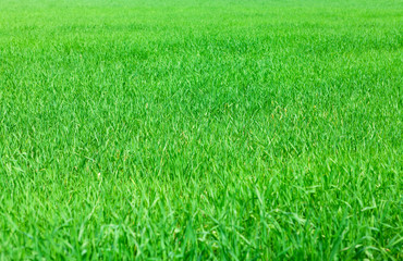 Green grass field