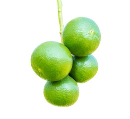 green lemons on the branch in farm