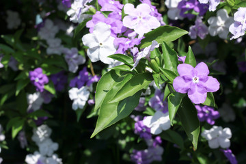 Closeup of Brunfelsia uniflora flower