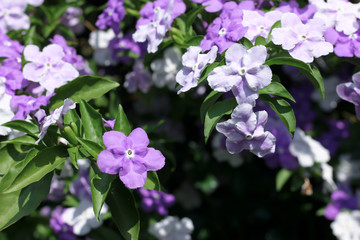 Closeup of Brunfelsia uniflora flower