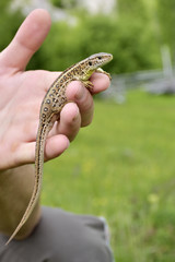Small lizard sits on hand