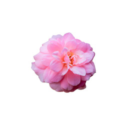 Pink rose flower isolated on white background