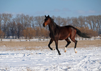 A  purebred  dark bay stallion gallops on snow field 