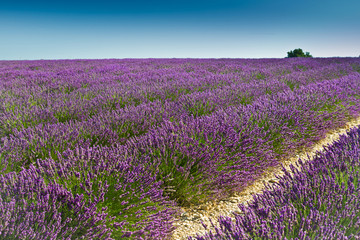 Obraz na płótnie Canvas Lavender flower blooming scented fields