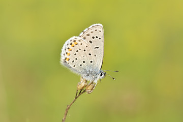 Fototapeta na wymiar Common Blue (Polyommatus icarus) butterfly on a wild flower