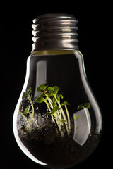 plants growing in light bulb, concept