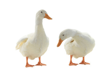  Two  duck