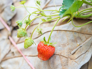 red strawberries on dry leaf floor