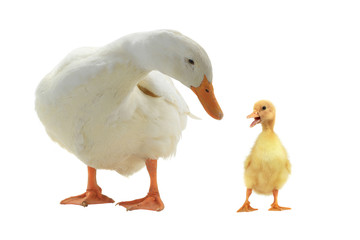 ducks