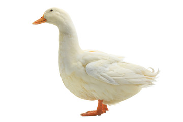 Naklejka premium duck