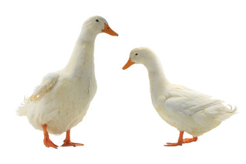  Two  duck