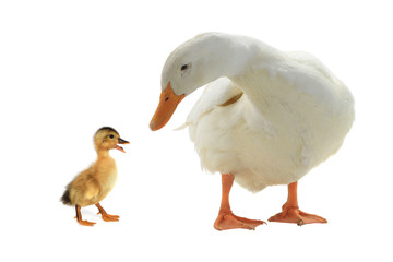 ducks