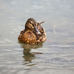 mallard duck