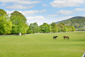 Horses in a paddock in Scotland. - obrazy, fototapety, plakaty