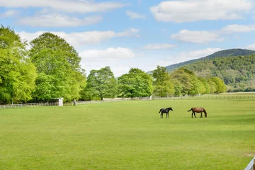 Foto op Plexiglas Horses in a paddock in Scotland. © cornfield