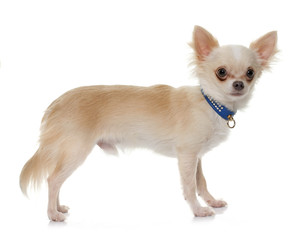 Obraz premium young longhair chihuahua