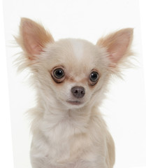 young longhair chihuahua