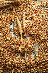 Dollar symbol made from wheat grain, close-up