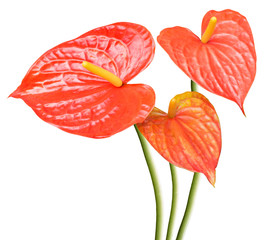 Flamingo Flower also called Boy Flower isolated