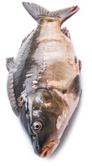 Common carp -food fish.