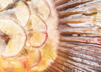 Fish scale. Close up picture. © volff