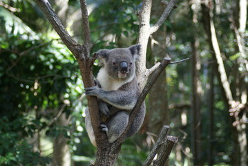 Koala rest