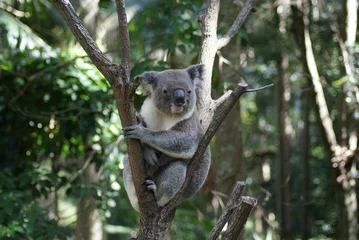 Aluminium Prints Koala Koala rest