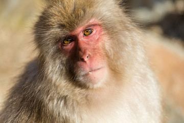 Japanese monkey