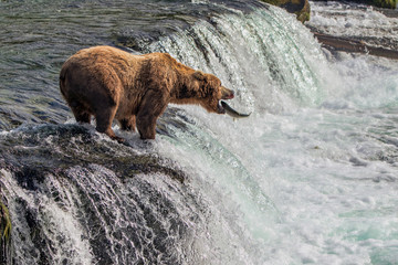 Grizzly Bear Catching Salmon
