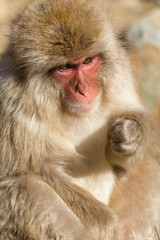 Lovely monkey